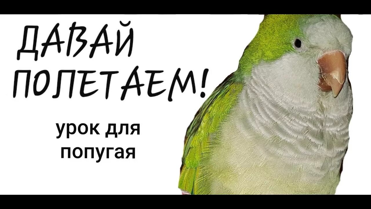 Говорящий попугай ответы. Уроки для попугая разговаривать. Обучение попугая. Как научить попугая разговаривать. Как обучить попугая говорить.