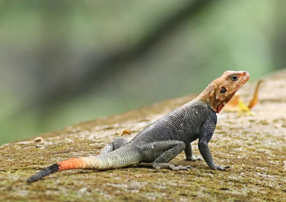Pogona vitticeps бородатая агама. Голубая агама бородатая. Бородатая агама. Агамы род ящерицы. Агама обыкновенная ящерица.