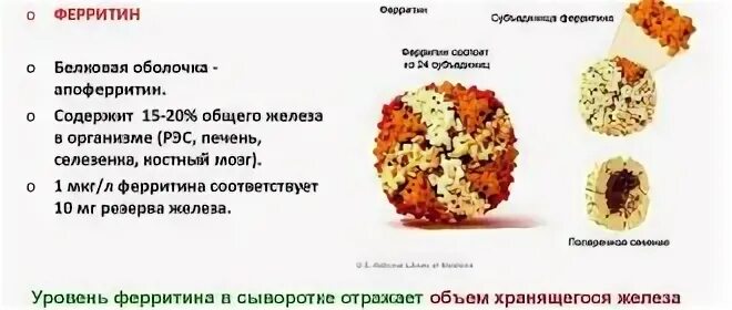Повышенный ферритин симптомы причины. Ферритин норма у мужчин. низкий ферритин симптомы. симптомы низкого ферритина у мужчин. низкий ферритин у женщин.