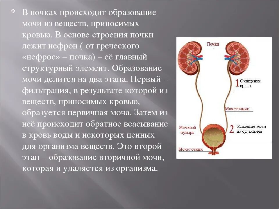 Образование первичной мочи происходит в мочеточниках. Образование мочи в организме человека. Выделение мочи из почек. Образование мочи в почках. Процесс образования и выведения мочи.