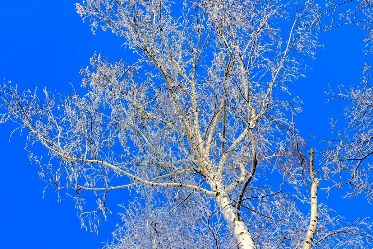 Береза весной. Снежная береза. Березы на фоне голубого неба. Синяя береза. Березы на фоне голубого неба.