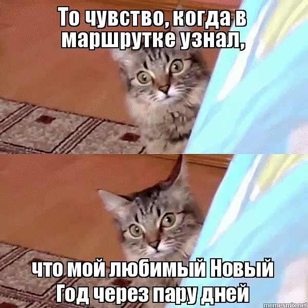 кот с вытянутыми губами мем. блять кот ты можешь светить прямо. блять кот ты можешь светить прямо. мем с котами аня. блять кот ты можешь светить прямо.