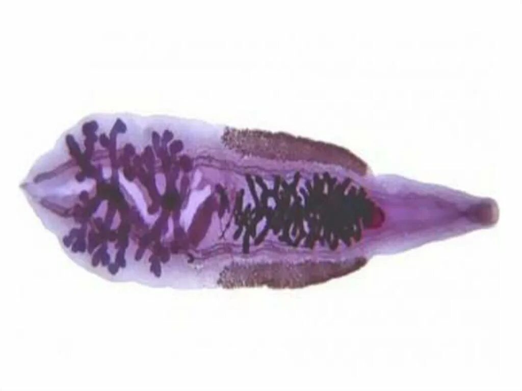 Половая система печеночного сосальщика под микроскопом. Трематоды кошачья двуустка. Fasciola hepatica яйца. Ланцетовидный сосальщик. Трематоды кошачья двуустка.