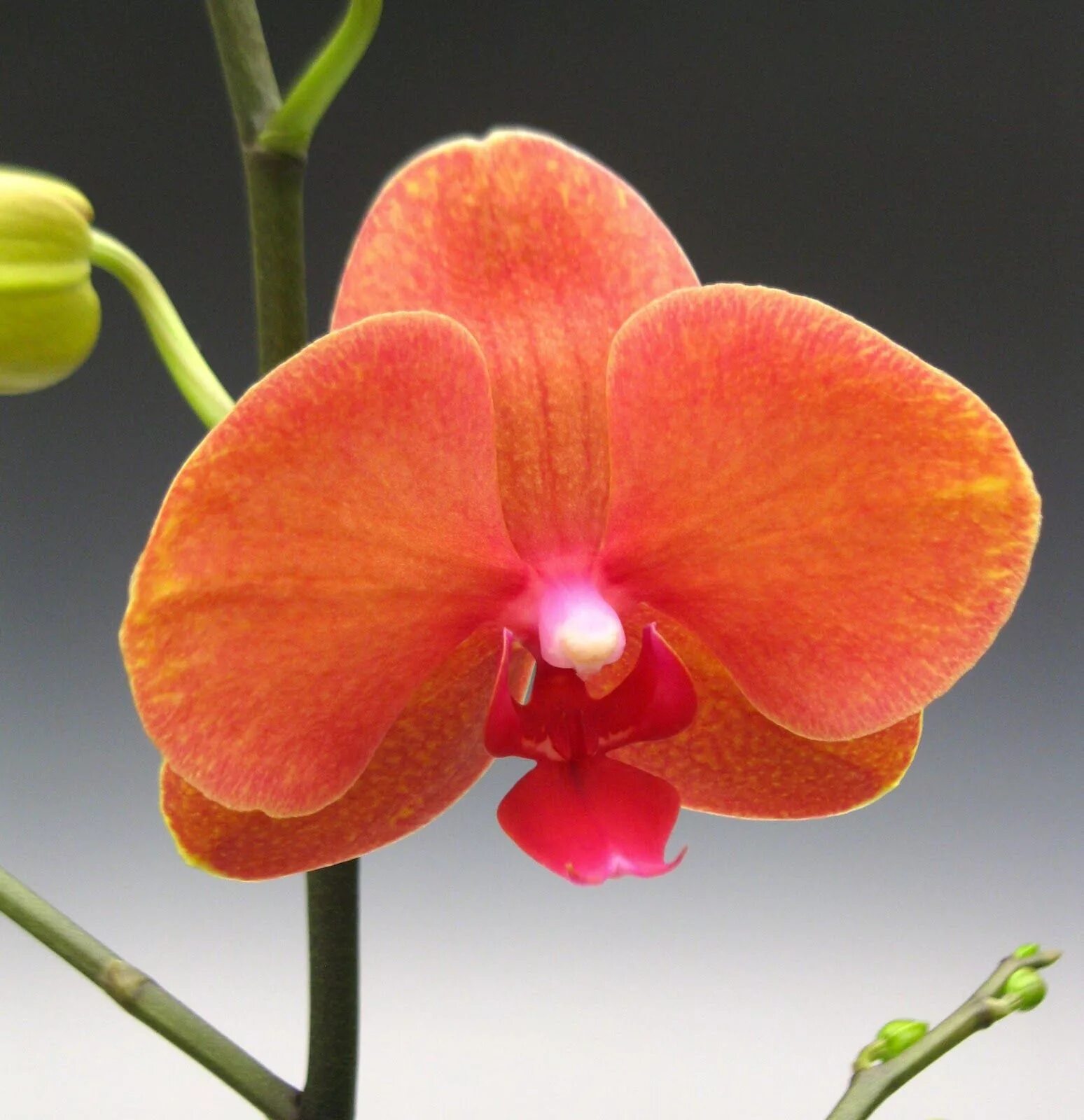 Dtps. Big Orange купить