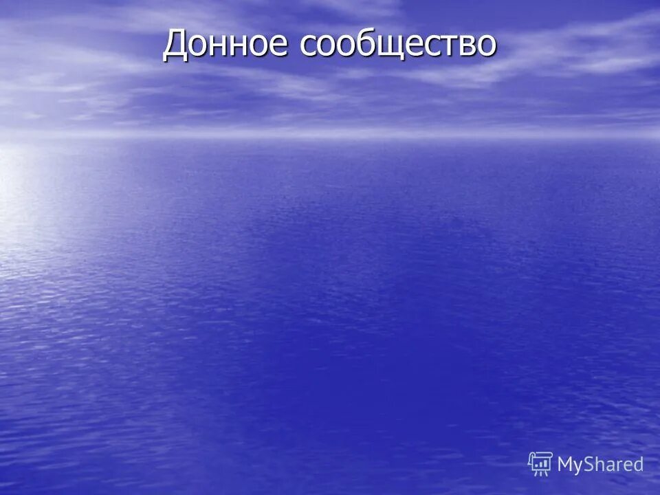 Сообщество толщи воды. Сообщество поверхности воды.