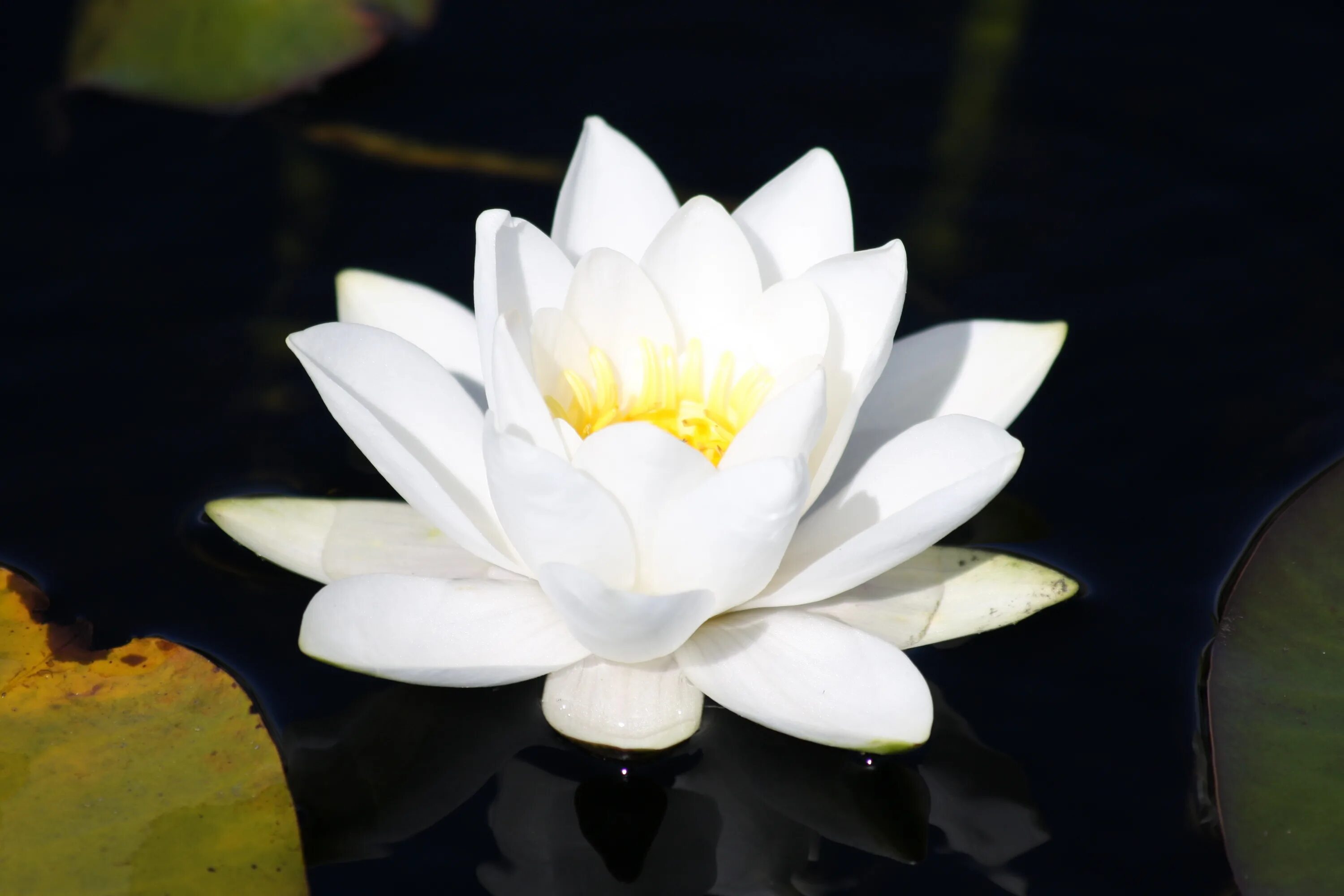 Кувшинка белая водяная Лилия. Белый Лотос Nymphaea Lotus. Кувшинка белая Лотос белый. Лотус растение кувшинка. Лотосы на воде геншин