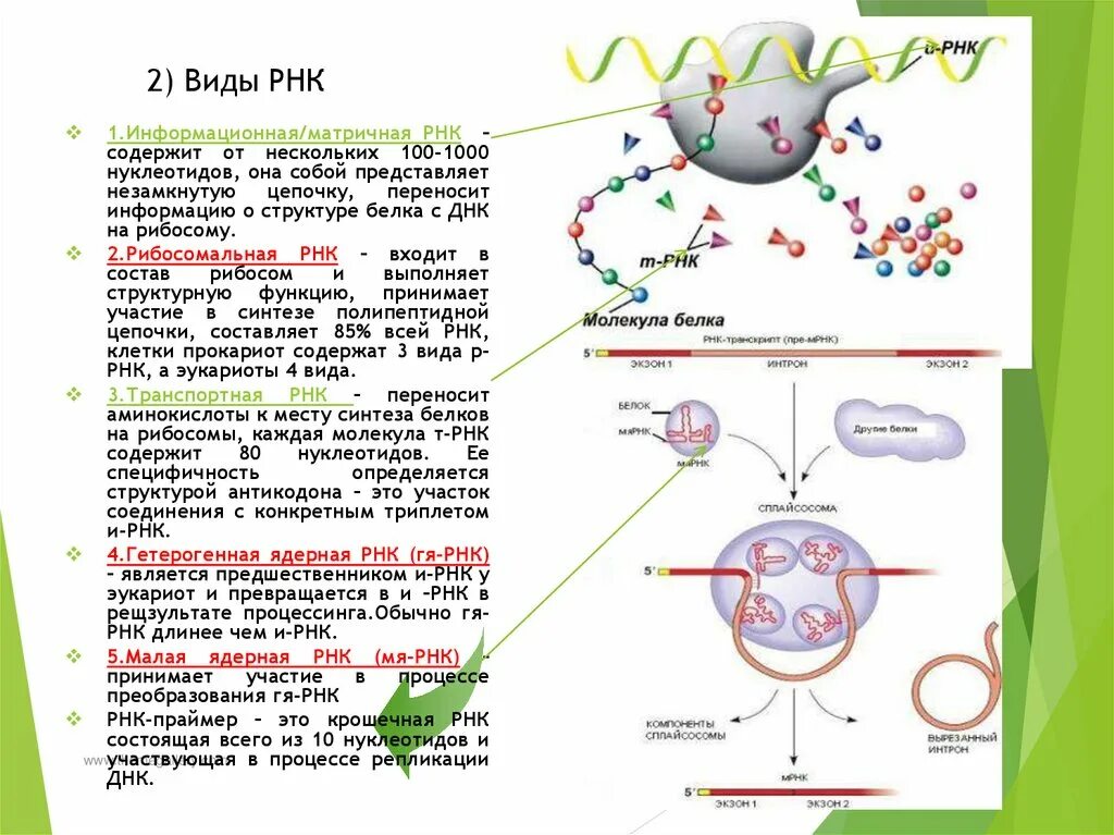 Виды РНК строение и функции. Местонахождение РНК В ядре. М РНК строение. Эукаротическая РНК.