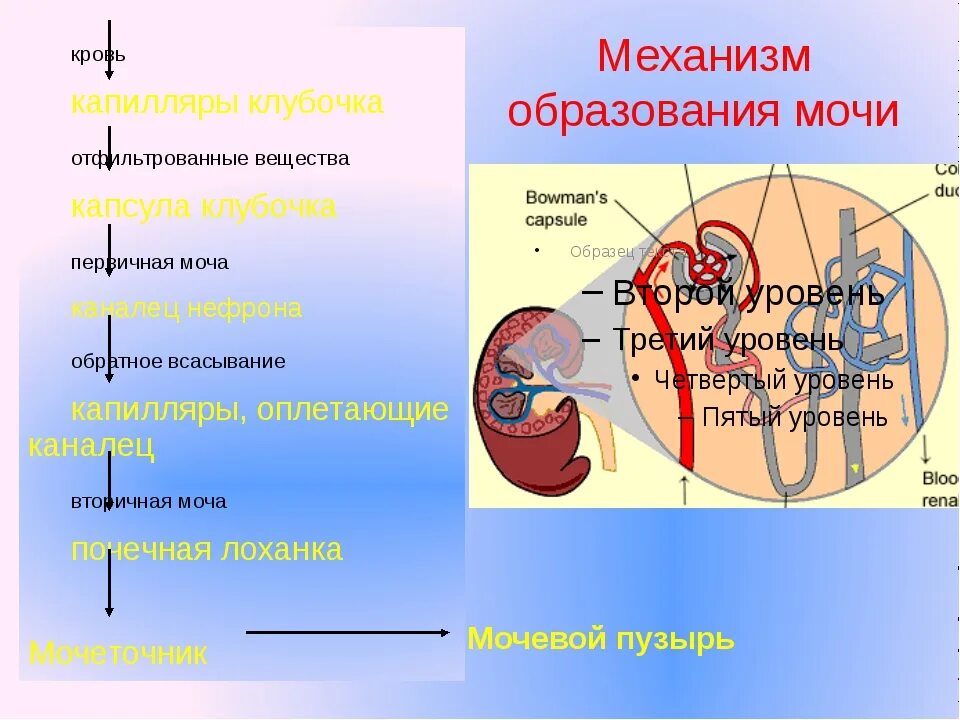 Последовательность движения мочи в организме человека. Механизм образования и выведения мочи. Образование мочи в организме человека. Схема выделения мочи. Образование и выведение мочи.