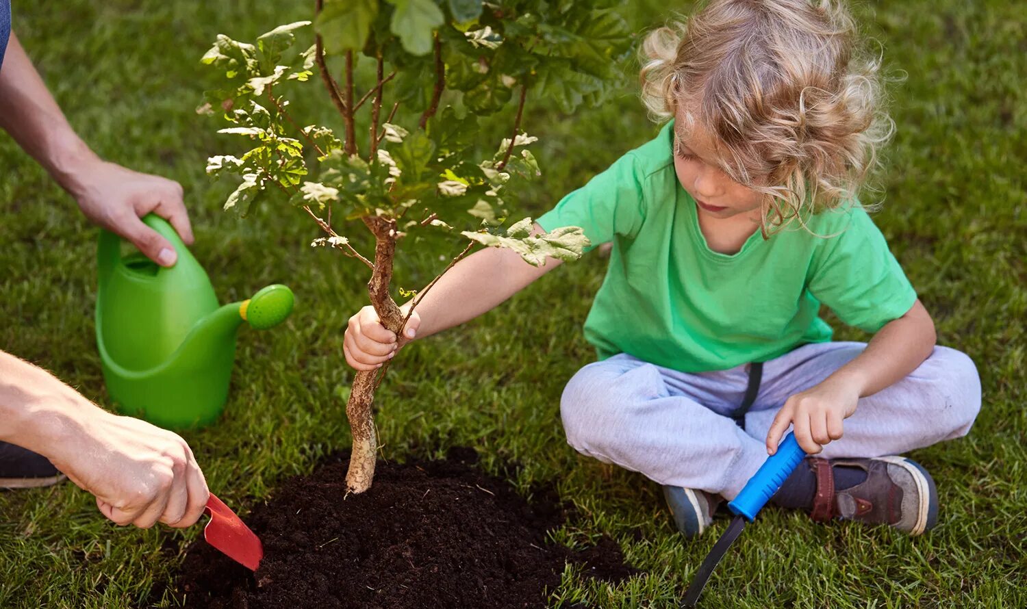 Planting plus. Сажание деревьев. Высаживание деревьев. Сажать деревья. Высаженные деревья.