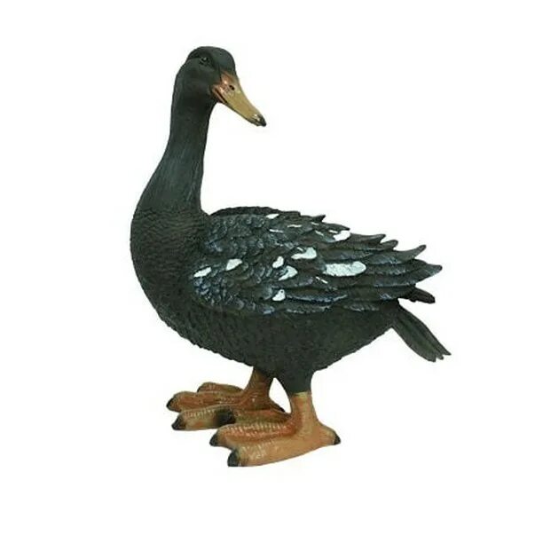 гусь темный. гусь черного цвета. утка черная казарка.