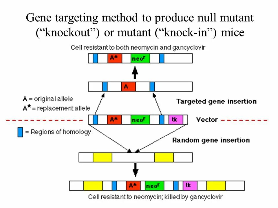 Gene targeting. Аегист gene. g418 gene amplification protocol. foreign gene.