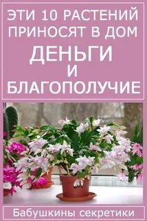 Цветок приносящий счастье