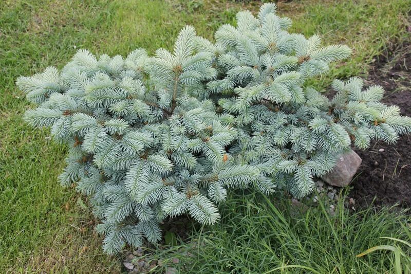 рене декарт мыслю значит существую. ели рене. ели рене. пихта вича. ели рене.