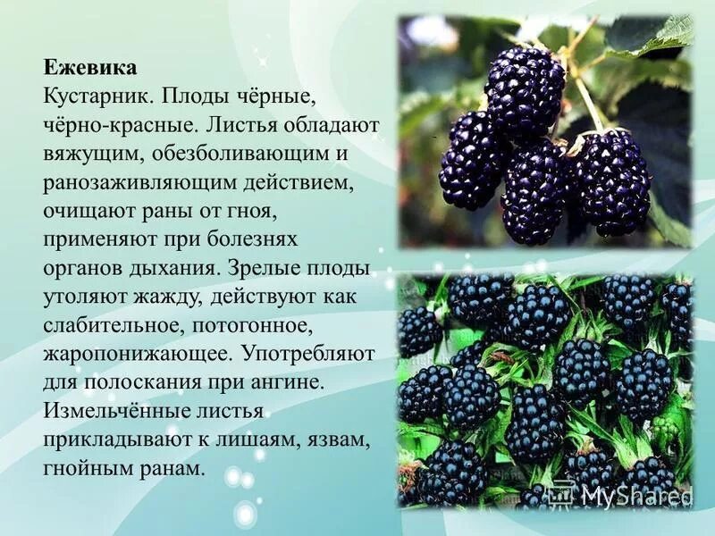 Сообщение о ежевике. Ягоды описание. Ежевика описание для детей. Ежевика купить в аптеке