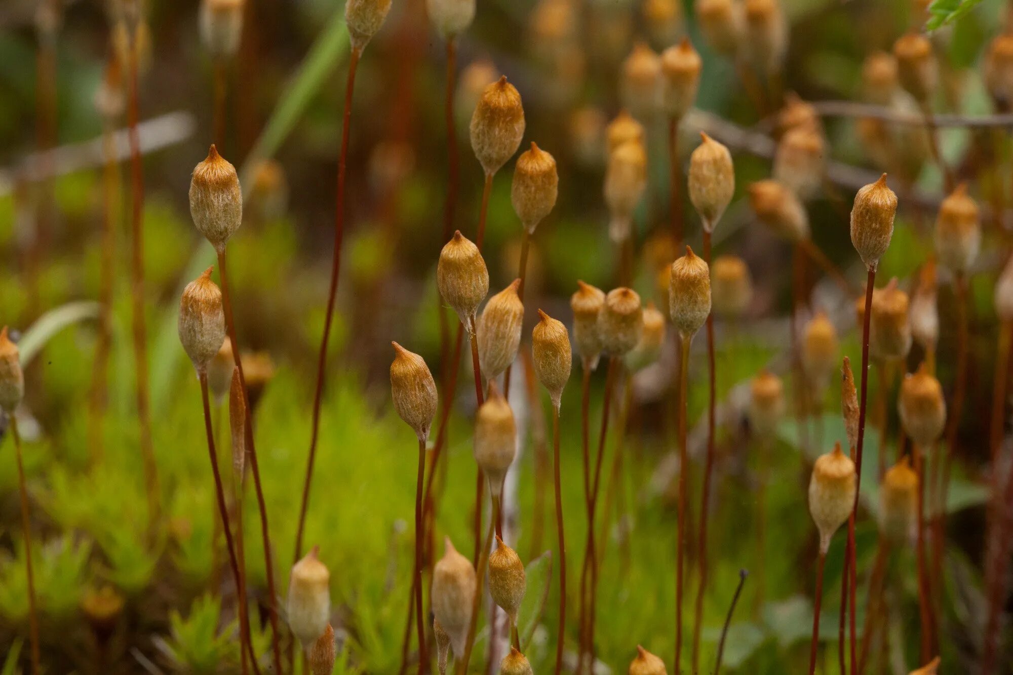 Кукушкин лен (Polytrichum commune. Мох политрихум обыкновенный. Мох политрихум Кукушкин. Политрихум Кукушкин лен. Кукушкин лен относится к цветковым растениям