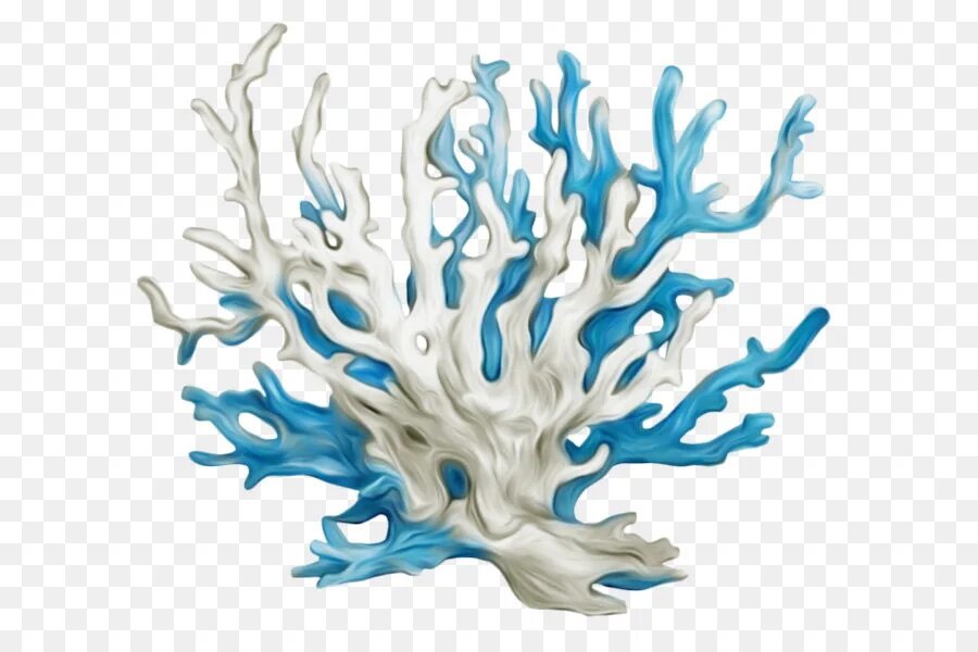 Водоросли и кораллы. Красный коралл. Кораллы без фона. Красный коралл. Кораллы сухие.