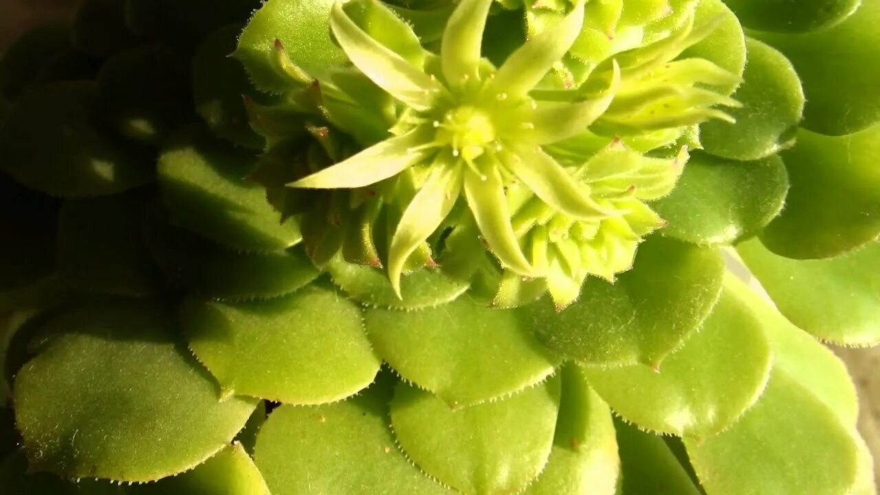 Файл:Sempervivum marmoreum (Crassulaceae) plant HDR.jpg - Вікіпедія
