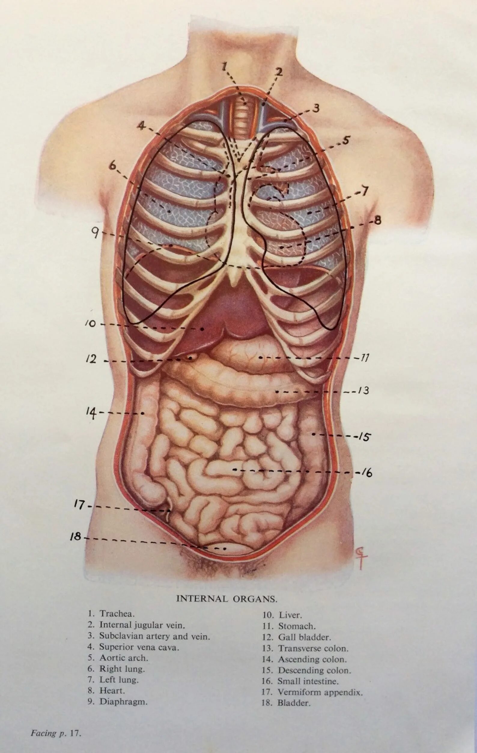 Анатомия человека расположение органов. Расположение внутренних органов. Расположение органов у человека. Человеческие органы расположение. Анатомия мужчины внутренние органы.