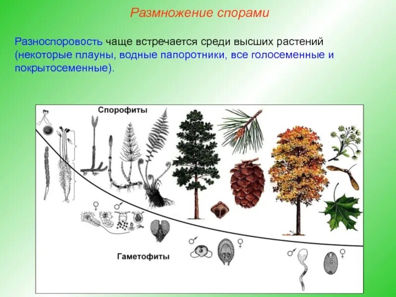 Преобладание спорофита в жизненном. Гаметофит и спорофит у растений цикл. Эволюция гаметофита и спорофита схема. Спорофит гаметофит схема. Жизненный цикл голосеменных гаметофит и спорофит.