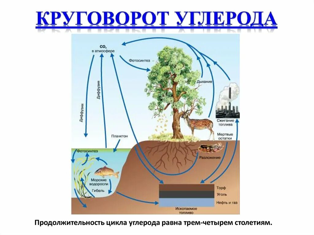 Каким путем связанный углерод возвращается в атмосферу. Круговорот углерода (по ф. рамад, 1981). круговорот углерода в природе биология. круговорот азота кислорода углерода. биогеохимический цикл кислорода схема.