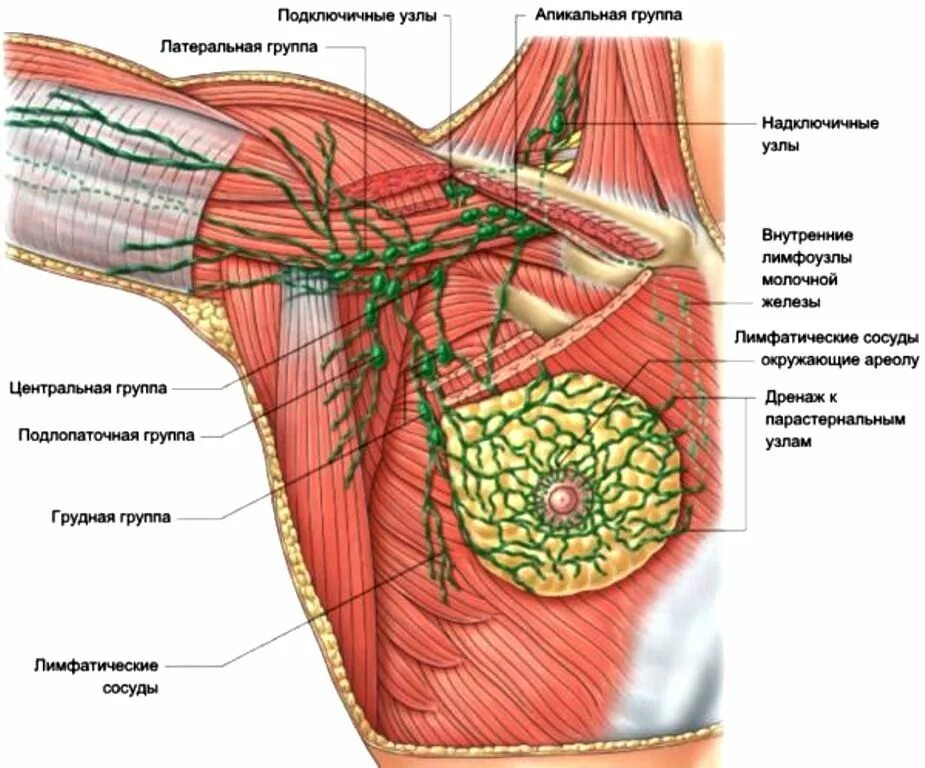 сторожевые лимфоузлы молочной железы. лимфаденит подмышечный. лимфоузлы в подмышечной впадине. латеральные подмышечные лимфоузлы. подмышечные лимфоузлы воспаление.