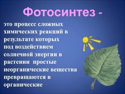 Определение процесса фотосинтеза