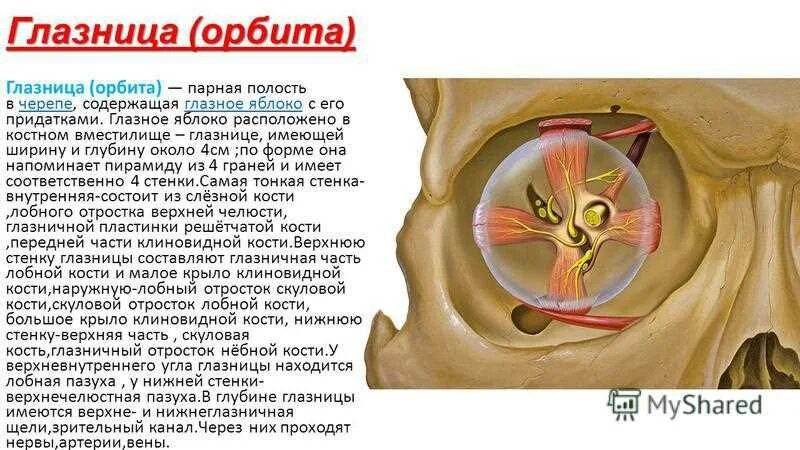 1 строение глазницы. Орбита глазница анатомия. Строение глазницы. Отверстия в стенках глазницы. Содержимое глазницы анатомия.