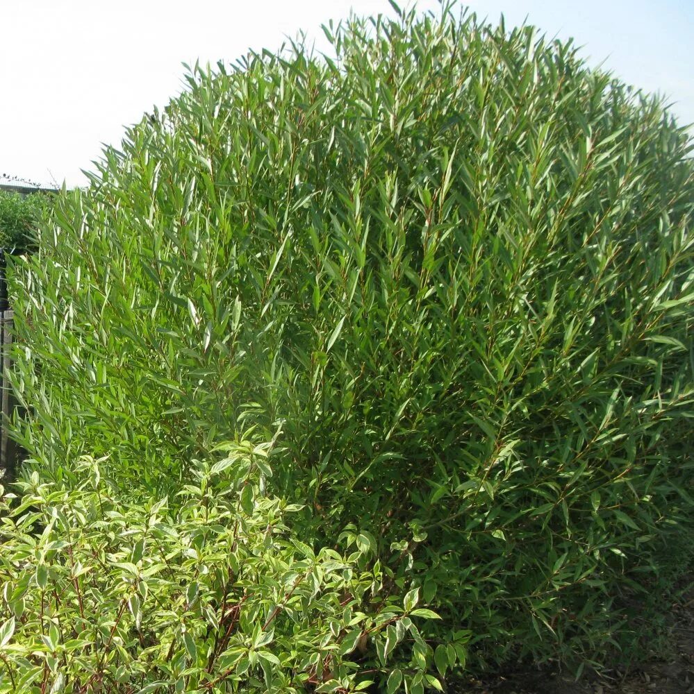 Ива шаровидная фото и описание. Ива ломкая bullata. Ива ломкая "Буллата" Salix fragilis 'bullata'. Ива ломкая шаровидная Булата. Ива ломкая (Salix fragilis) «bullata».