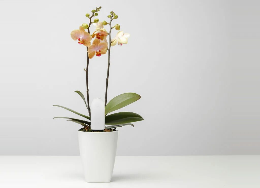 Заставка на монитор компьютера. Xiaomi датчик почвы. Flower monitor. Flower monitor. Гаджет для петрушки: наблюдает, ухаживает,.