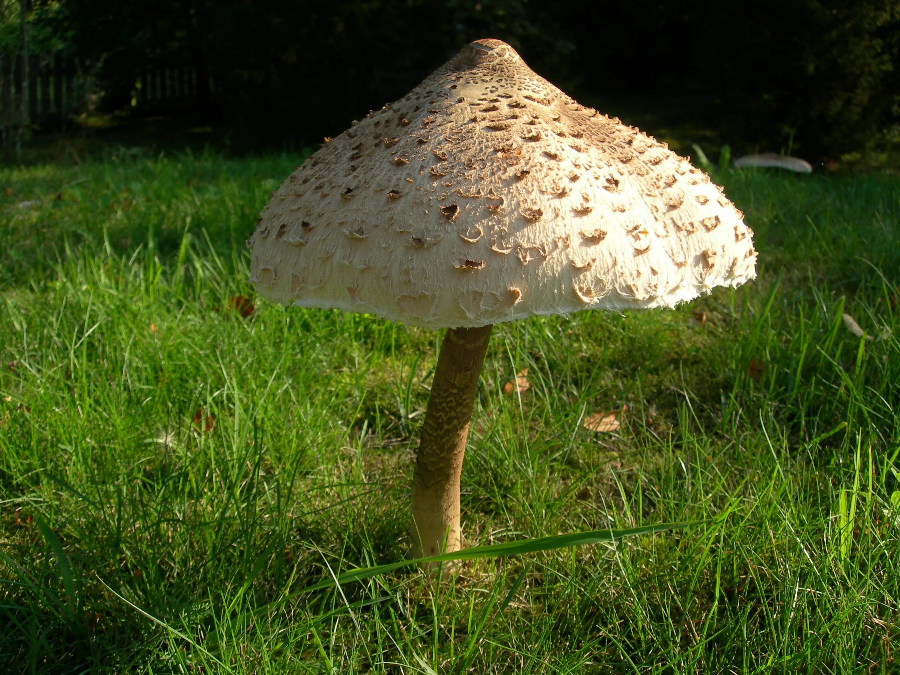 Зонтик ядовитый. Гриб зонтик поганка. Зонтик пёстрый Macrolepiota procera. Macrolepiota procera гриб. Макролепиота гриб зонтик.