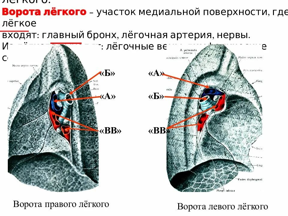 Ворота легкого образования. Ворота левого легкого анатомия. Ворота легких Вена артерия бронх. Ворота легких анатомия. Анатомия легких ворота легких.