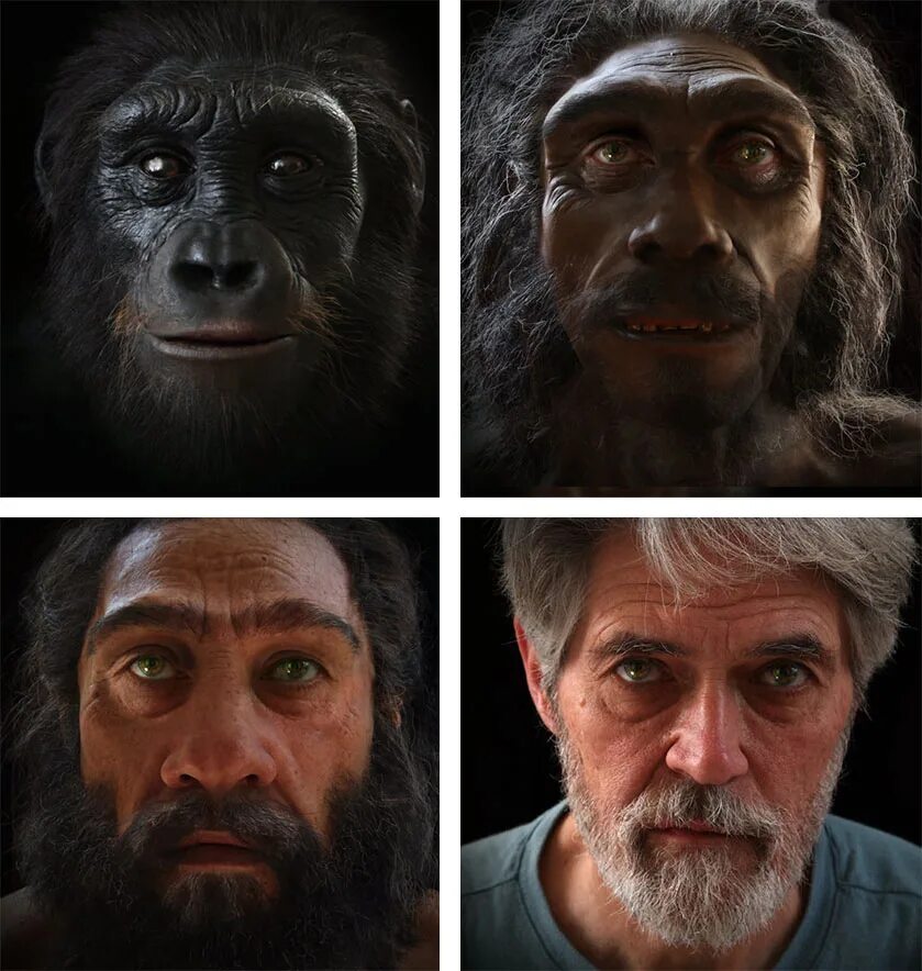 Как менялись древние люди. Эволюция человека лицо. Эволюция человеческого лица. Эволюция обезьяны лицо. Эволюция внешности человека.