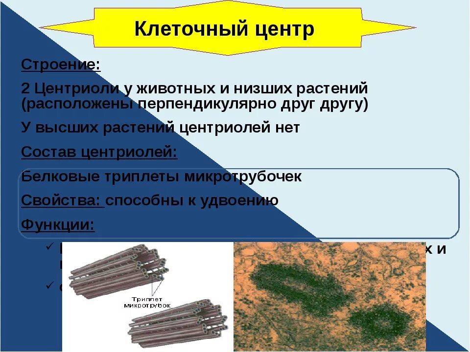 Функции клеточного центра и ядра. Клеточный центр и центриоли строение и функции. центриоли клеточного центра функции. центриоли строение и функции. клеточный центр строение и функции.