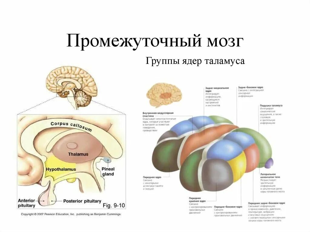 Каковы функции таламуса. Промежуточный мозг строение. Схема строения промежуточного мозга. Структуры промежуточного мозга схема. Промежуточный мозг анатомия строение.