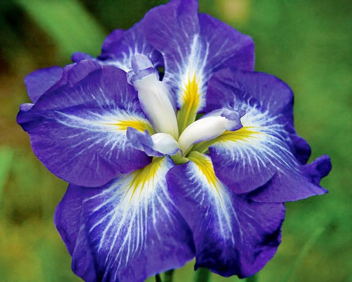 Ирис мечевидный густо. Ирис мечевидный густо. Ирис мечевидный caprician butterfly. Ирис японский сентэ ов интерест. Ирис японский касатик.