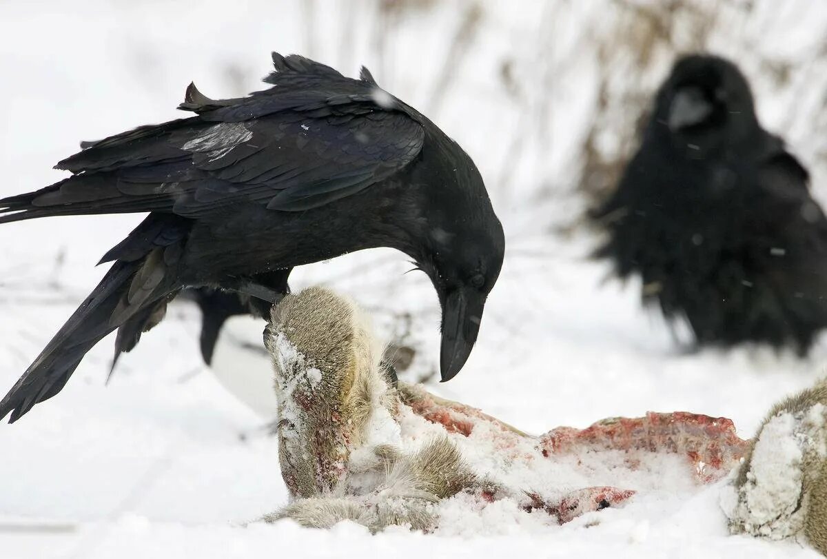 Где живет ворон зимой. Новокаледонский ворон. ворон клюет. огромный ворон. ворона зимой.