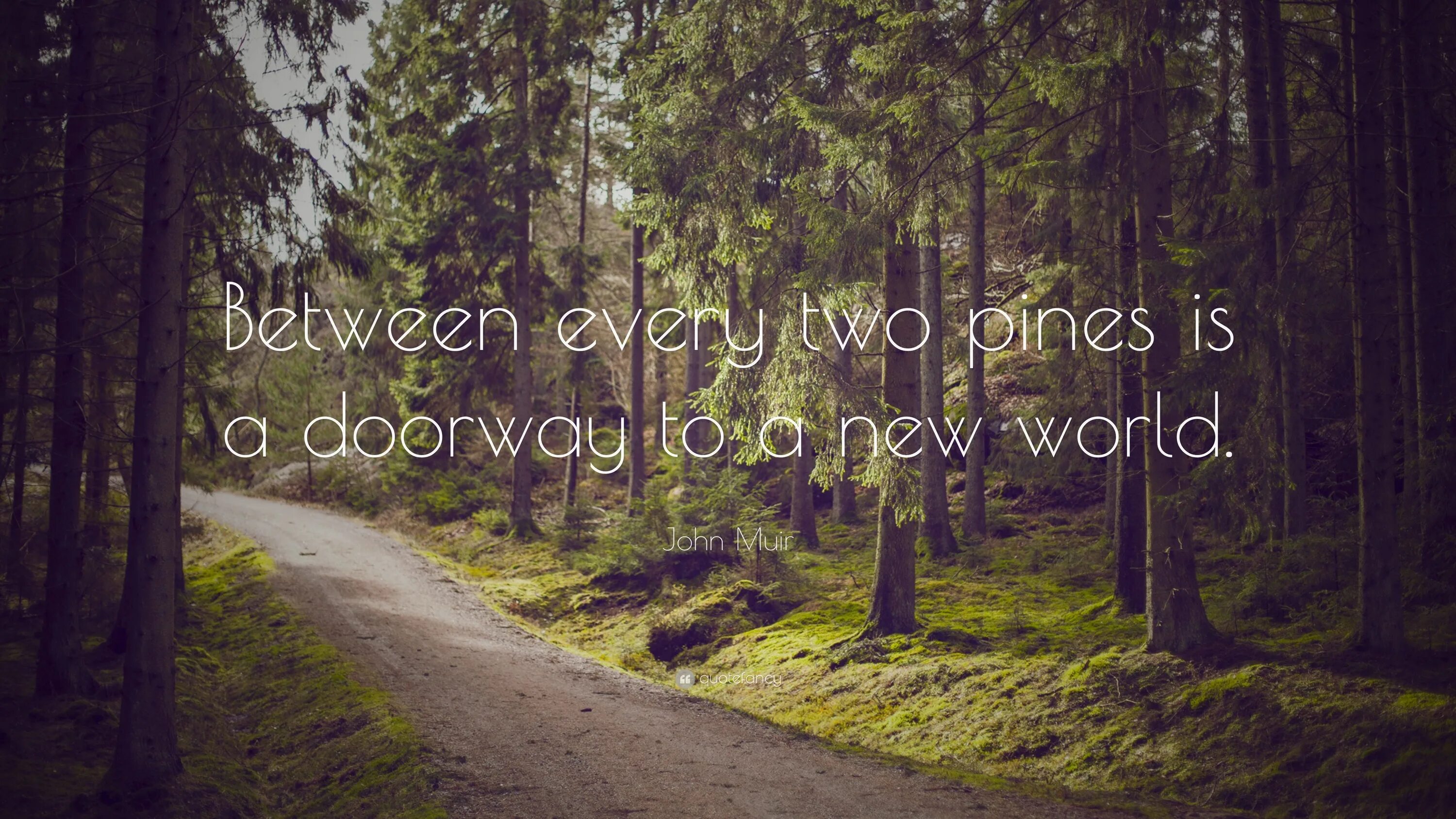 Элис Day. The Spruces and the Pines ( [2017 Постер. Take a Step and the Road will appear by itself леттеринг. ”Fork in the Road” Clauses. This is the first thing