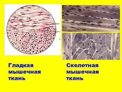 Мышечная ткань какой тип клеток