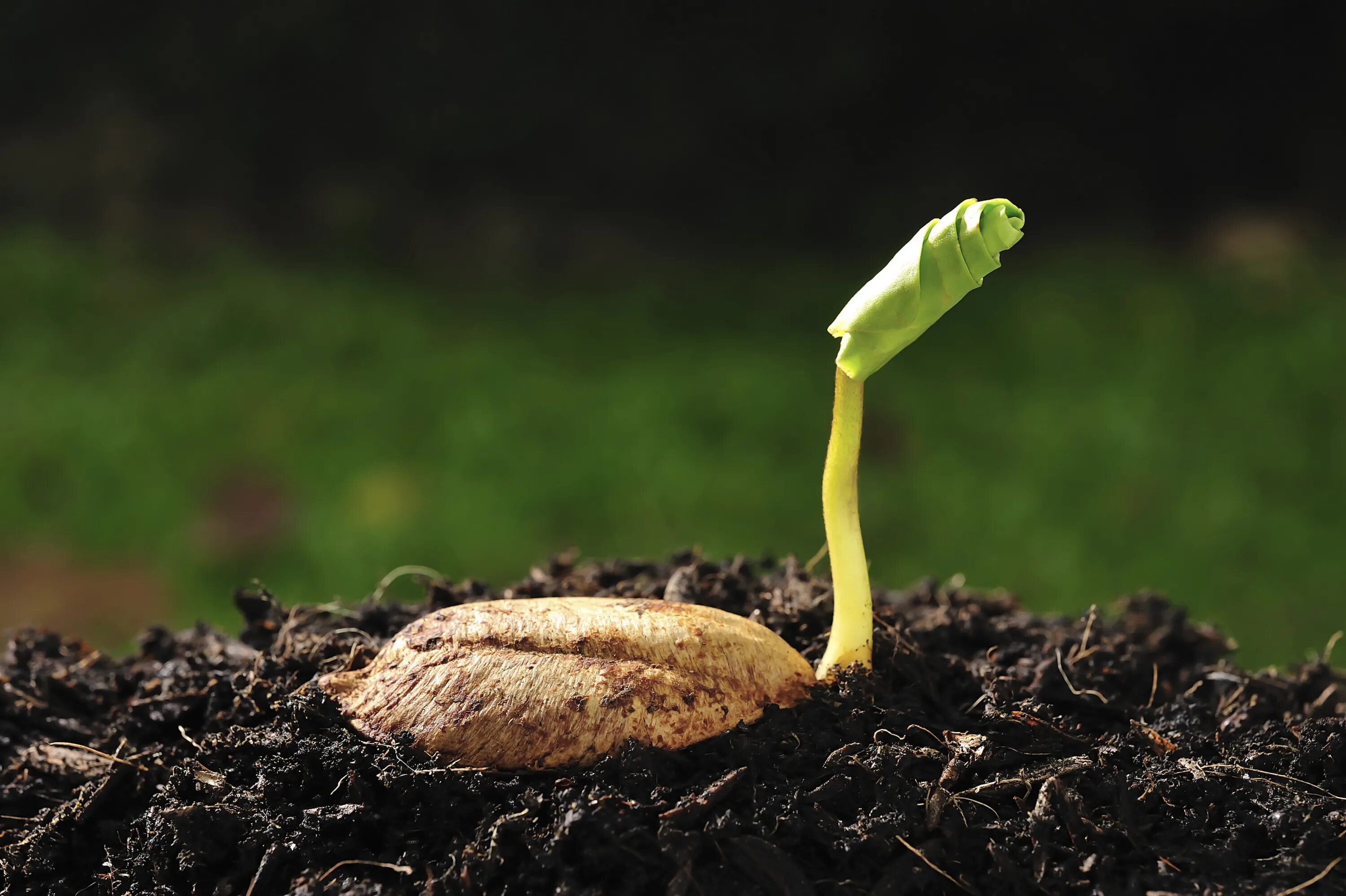 семена растений. космическая биология. росток растения. проростки семечек подсолнуха. семечко с ростком.