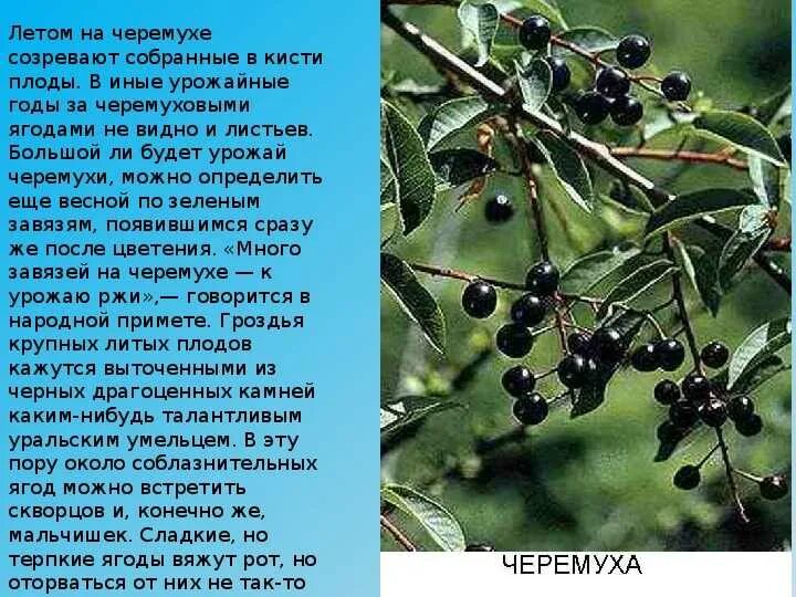 Черемуха созревание плодов. Плоды черемухи описание. Черёмуха обыкновенная ягоды съедобные. Ветка черемухи с ягодами. В каком месяце черемуха