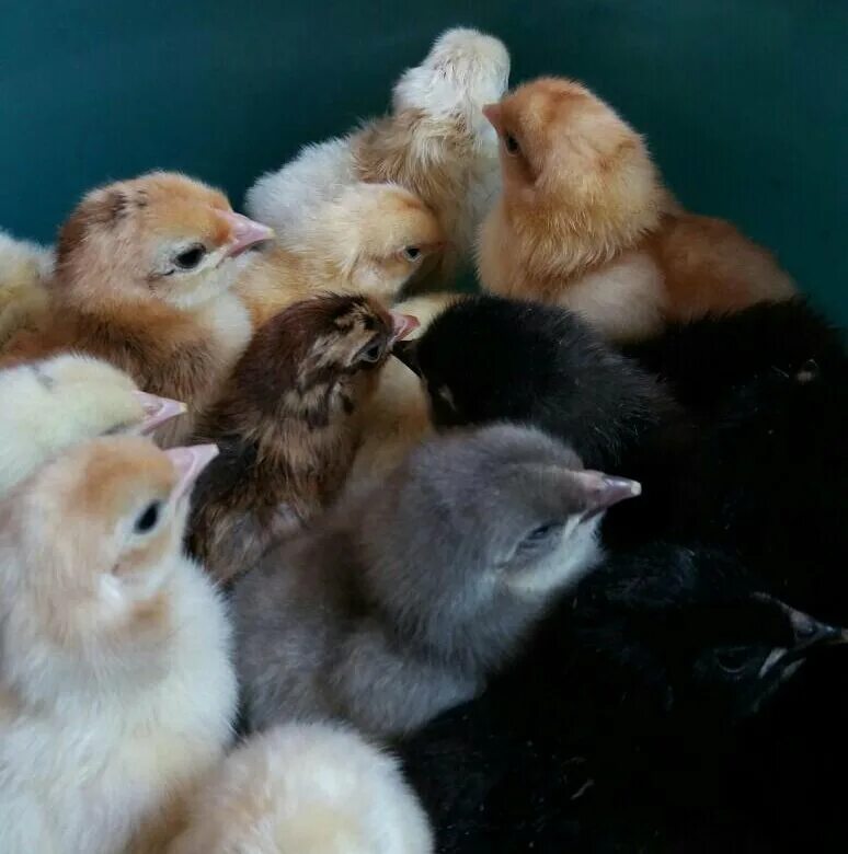 Купить цыплят в воронежской. Как выглядит цыпленок. Курганская область белый Яр цыплята. Продажа цыплят. Где продаются цыплята.