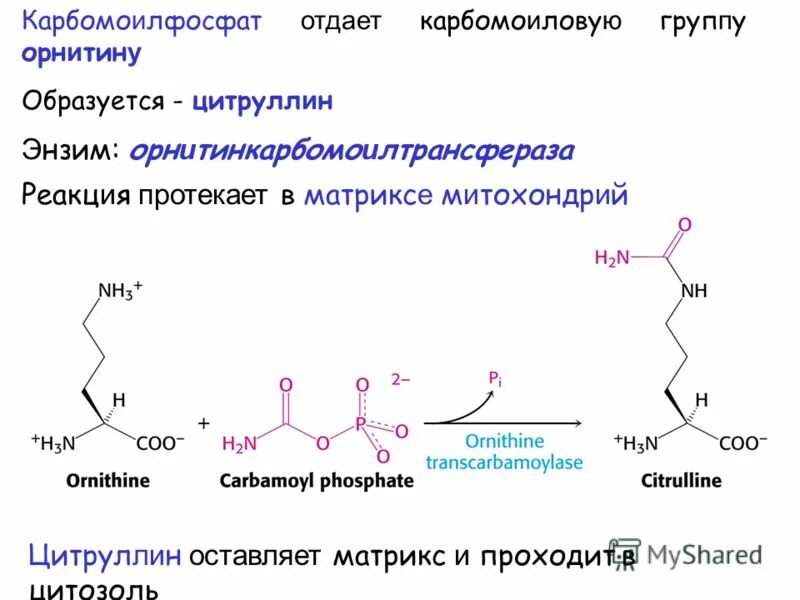 циклические реакции протекающие в матриксе. цикл кребса биохимия реакции формулы. карбамоилфосфат орнитин.