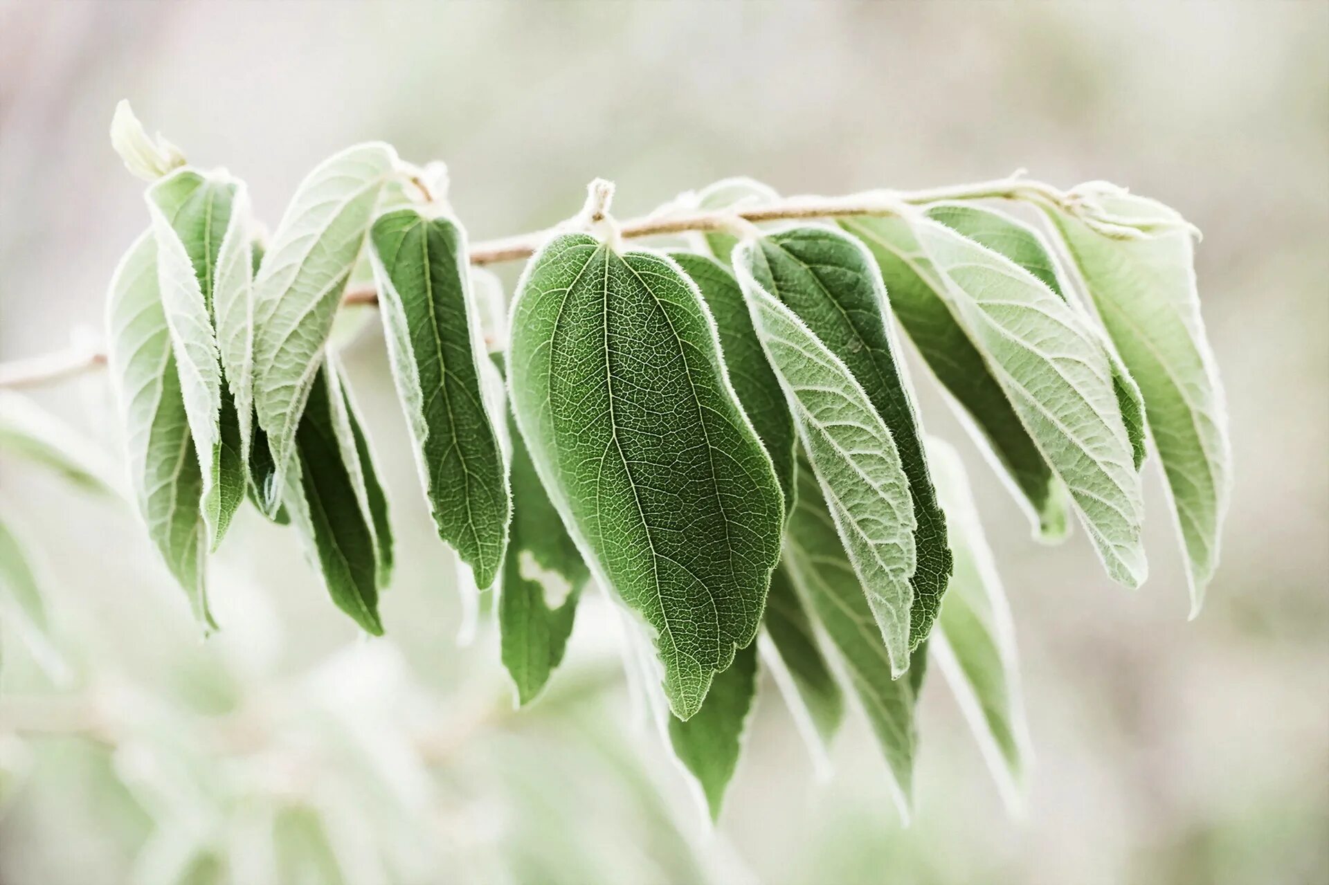 Natural leaves. Ветка с листьями. Листва на белом. Белые обои с зелеными листьями. Серые листья на ветке.