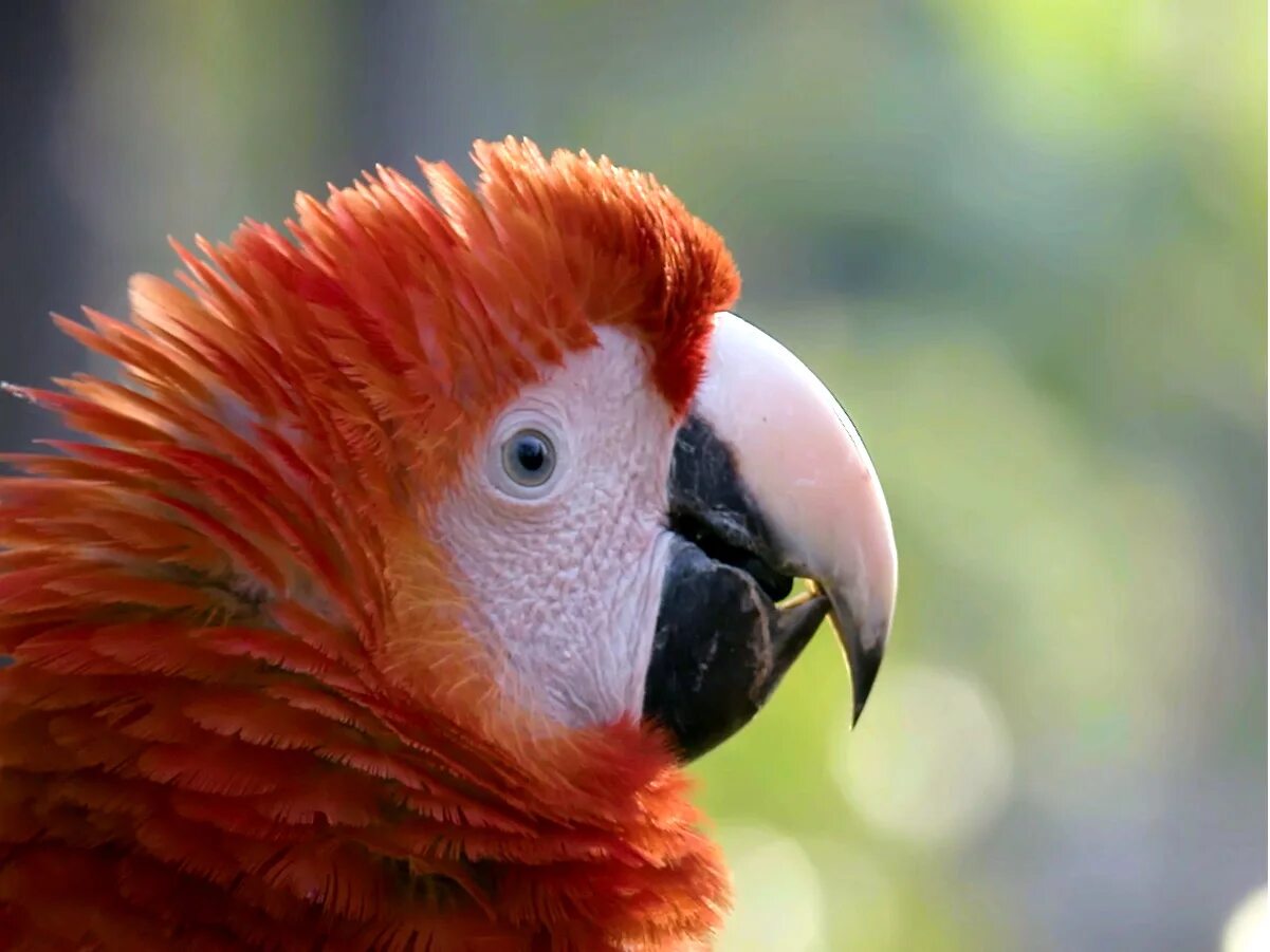 Red list animals. Red list of threatened species. Macaw.