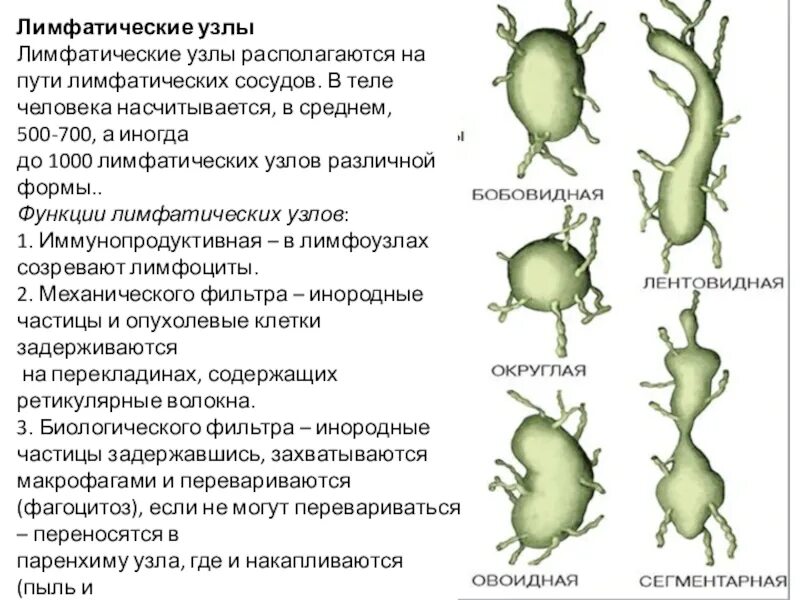 Лимфоузлы особенности. Бобовидная форма лимфатического узла. Схема классификации лимфатических узлов. Лимфатические узлы различной формы. Форма лимфатических узлов в норме.