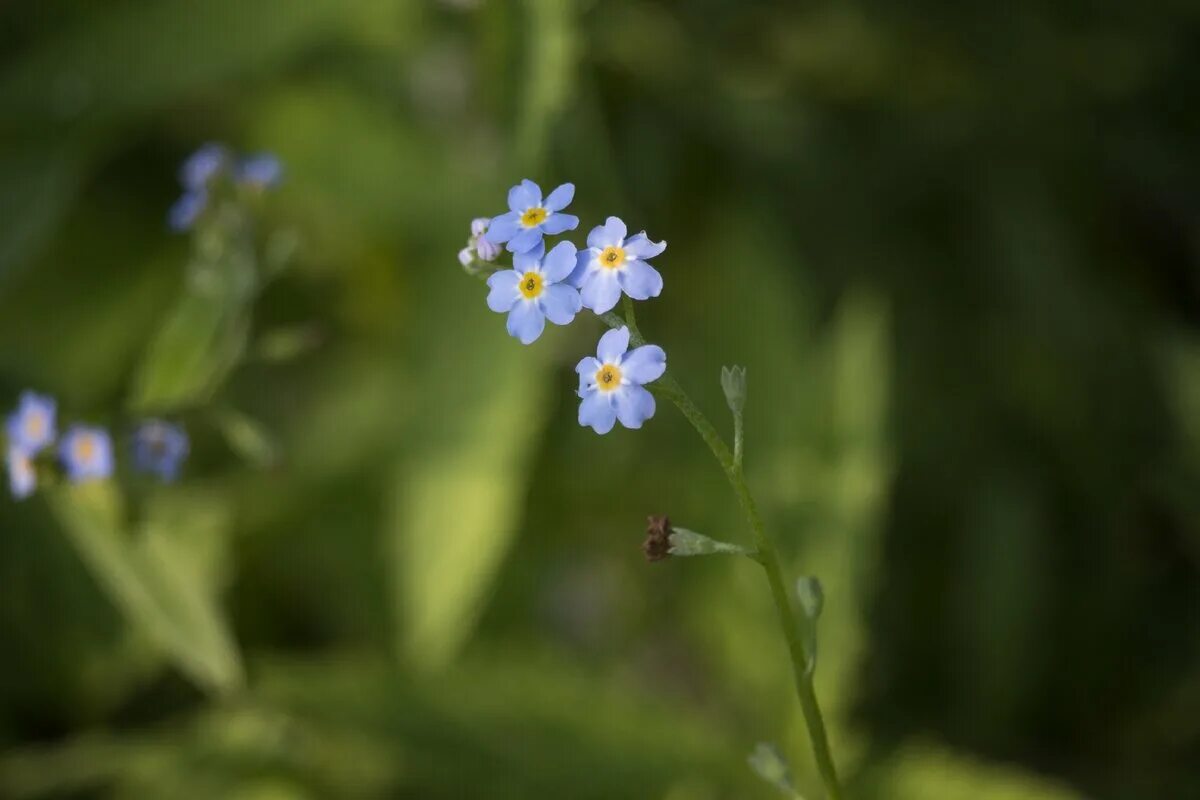 Незабудка 3 класс. Незабудка Чекановского Myosotis czekanowskii. Незабудка Чекановского красная книга. Незабудка Лесная Полянка. Незабудка Енисейская.