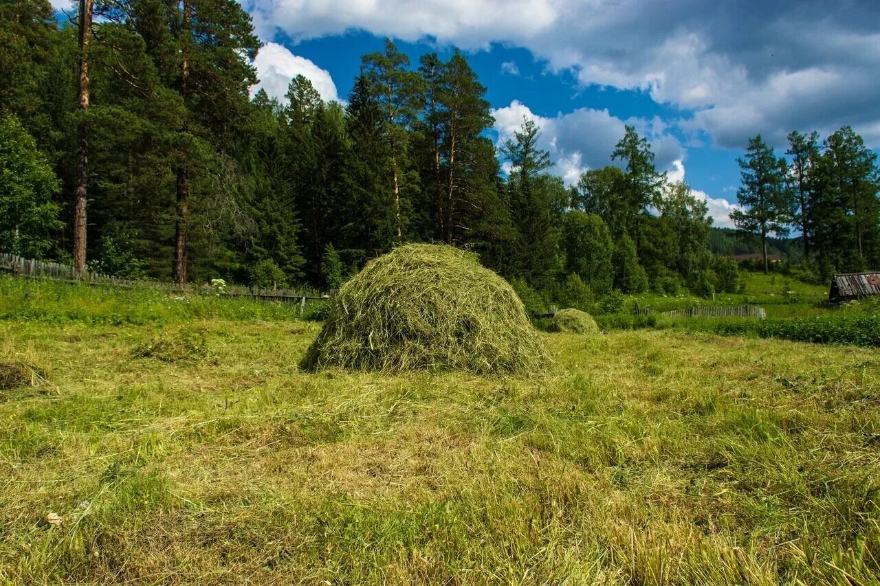 Хвойная деревня. Лесная опушка Солнечногорский район. Орловская опушка леса. Сосновый Бор опушка. Хвойный-лес деревня Городище.