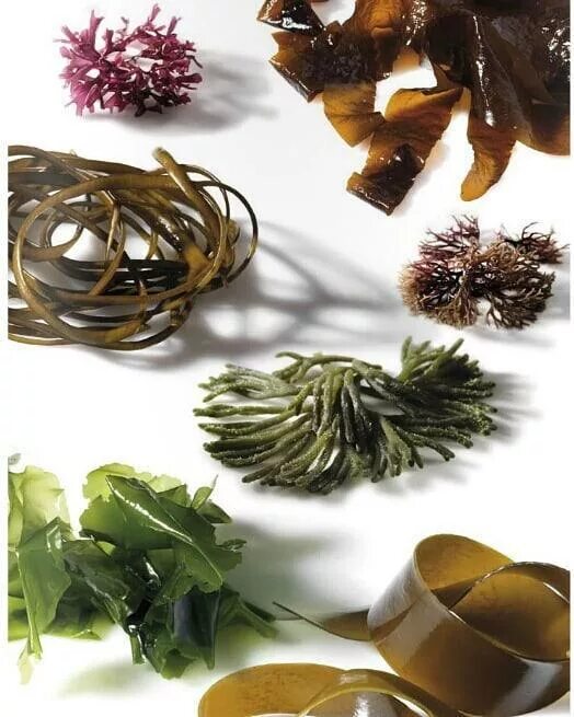 Водоросли еда. Морские водоросли съедобные. Зеленые водоросли съедобные. Съедобные морские водоросли названия.