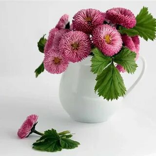 Маргаритки для маргариты картинки