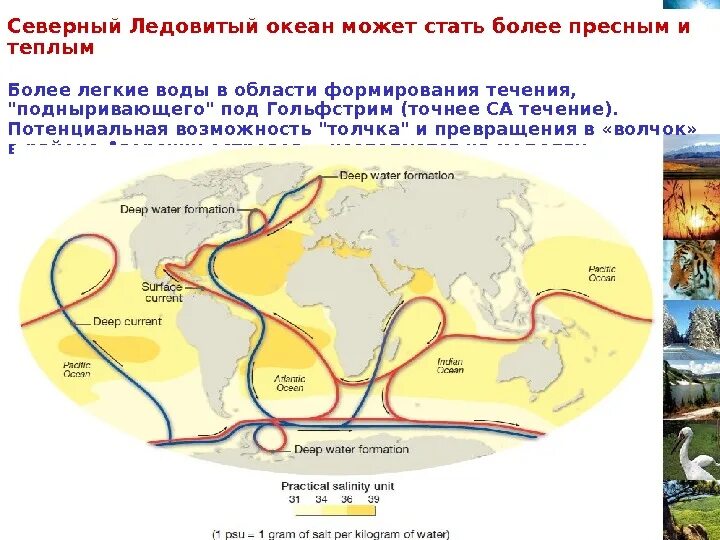 Теплое течение ледовитого океана. Течения Северного Ледовитого океана на карте. Течения Северного Ледовитого океана. Теплые течения Северного Ледовитого океана. Схема течений Северного Ледовитого океана.